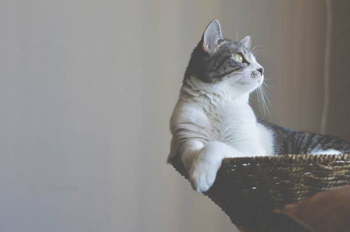 What To Do When Your Cat Passes Away